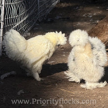 Load image into Gallery viewer, Silkie -Day Old Chick