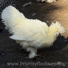 Load image into Gallery viewer, Silkie -Day Old Chick