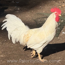 Load image into Gallery viewer, 55 Flowery Hen (Auto Sexed) - Hatching Eggs