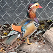 Load image into Gallery viewer, Mandarin Duck (Young Adult)