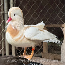 Load image into Gallery viewer, White Mandarin Duck (Young Adult)