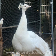 Load image into Gallery viewer, White Peafowl (Peachick)
