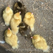 Load image into Gallery viewer, White Mandarin Duck (Young Adult)