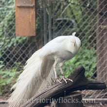Load image into Gallery viewer, White Peafowl (Peachick)