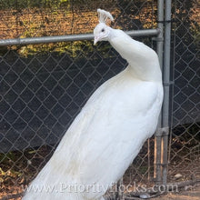 Load image into Gallery viewer, White Peafowl (Peachick)
