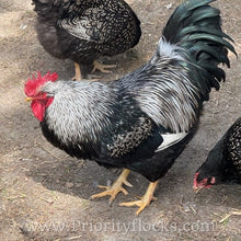 Load image into Gallery viewer, Double Silver Laced Barnevelder - Hatching Eggs