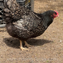 Load image into Gallery viewer, Double Silver Laced Barnevelder - Hatching Eggs