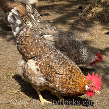 Load image into Gallery viewer, 55 Flowery Hen (Auto Sexed) - Hatching Eggs