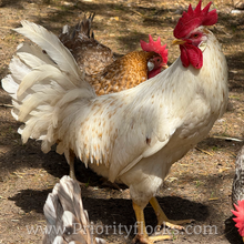 Load image into Gallery viewer, 55 Flowery Hen (Auto Sexed) - Hatching Eggs