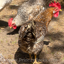 Load image into Gallery viewer, 55 Flowery Hen (Auto Sexed) - Hatching Eggs