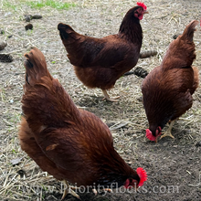 Load image into Gallery viewer, Heritage Rhode Island Reds - Hatching Eggs