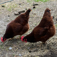 Load image into Gallery viewer, Heritage Rhode Island Reds - Hatching Eggs