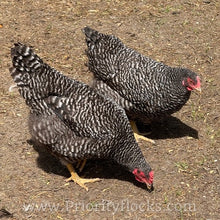 Load image into Gallery viewer, Barred Plymouth Rock - Day Old Chick