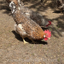 Load image into Gallery viewer, 55 Flowery Hen (Auto Sexed) - Hatching Eggs