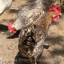 Load image into Gallery viewer, 55 Flowery Hen (Auto Sexed) - Hatching Eggs