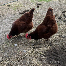 Load image into Gallery viewer, Heritage Rhode Island Reds - Hatching Eggs