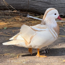 Load image into Gallery viewer, White Mandarin Duck (Young Adult)