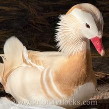 Load image into Gallery viewer, White Mandarin Duck (Young Adult)