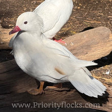 Load image into Gallery viewer, White Mandarin Duck (Young Adult)