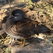 Load image into Gallery viewer, Mandarin Duck (Young Adult)