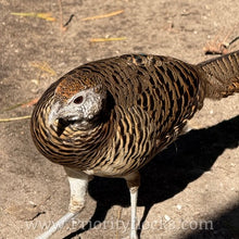 Load image into Gallery viewer, Lady Amherst Pheasant (Chick)
