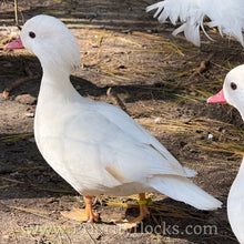 Load image into Gallery viewer, White Mandarin Duck (Young Adult)