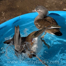 Load image into Gallery viewer, Mandarin Duck (Young Adult)