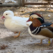 Load image into Gallery viewer, White Mandarin Duck (Young Adult)