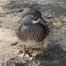 Load image into Gallery viewer, Mandarin Duck (Young Adult)