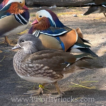 Load image into Gallery viewer, Mandarin Duck (Young Adult)