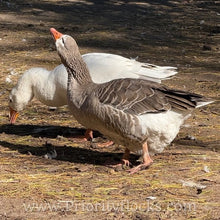 Load image into Gallery viewer, Pilgrim Goose (Gosling)