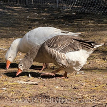 Load image into Gallery viewer, Pilgrim Goose (4 Hatching Eggs)