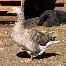 Load image into Gallery viewer, Pilgrim Goose (4 Hatching Eggs)