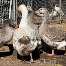 Load image into Gallery viewer, Pilgrim Goose (Gosling)