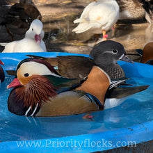 Load image into Gallery viewer, Mandarin Duck (Young Adult)