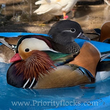 Load image into Gallery viewer, Mandarin Duck (Young Adult)