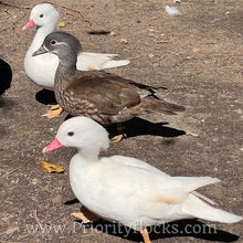 Load image into Gallery viewer, White Mandarin Duck (Young Adult)