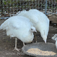 Load image into Gallery viewer, White Peafowl (Peachick)