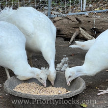 Load image into Gallery viewer, White Peafowl (Peachick)