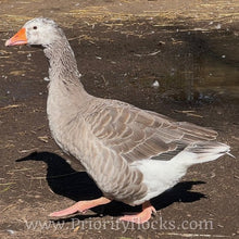 Load image into Gallery viewer, Pilgrim Goose (Gosling)