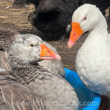 Load image into Gallery viewer, Pilgrim Goose (Gosling)