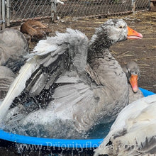 Load image into Gallery viewer, Pilgrim Goose (4 Hatching Eggs)
