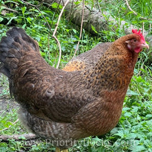 Load image into Gallery viewer, German Bielefelder (Auto Sexed) - Hatching Eggs
