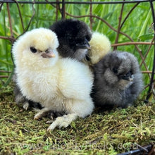 Load image into Gallery viewer, Silkie -Day Old Chick