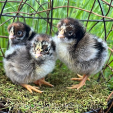 Load image into Gallery viewer, Double Silver Laced Barnevelder - Hatching Eggs