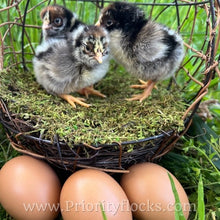 Load image into Gallery viewer, Double Silver Laced Barnevelder - Day old Chick