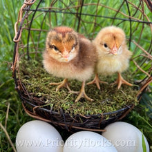 Load image into Gallery viewer, 55 Flowery Hen (Auto Sexed) - Hatching Eggs