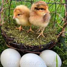 Load image into Gallery viewer, 55 Flowery Hen (Auto Sexed) - Day old Chick