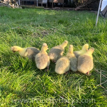 Load image into Gallery viewer, Roman Tufted Goose (4 Hatching Eggs)