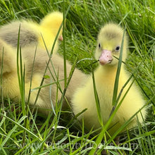 Load image into Gallery viewer, Roman Tufted Goose (4 Hatching Eggs)